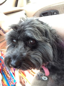 Gracie behaved herself very well. I'm sure her fur made her pretty uncomfortable, but she and my daughter made the trip without complaining.