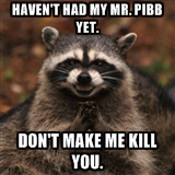 Mr Pibb raccoon